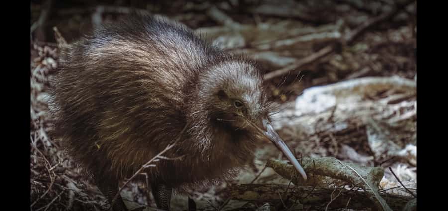 Auckland (Tawharanui): Wild Kiwi Bird Spotting Encounter - Who will enjoy this most?