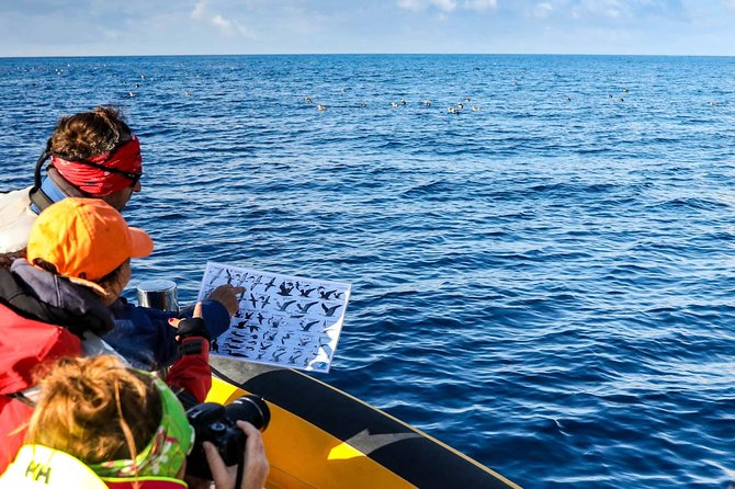 Azores Marine Birdwatching Expedition w/ Biologist Guide - The Zodiac ride and group size