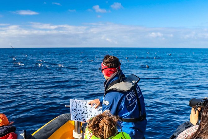 Azores Marine Birdwatching Expedition w/ Biologist Guide - Starting at the Islet of Vila Franca do Campo
