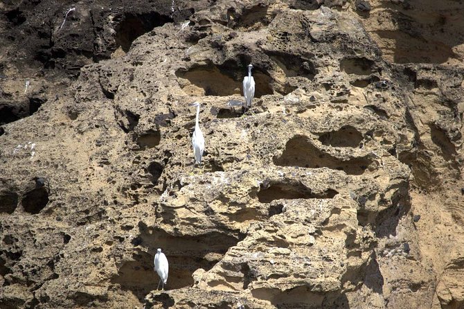 Azores Marine Birdwatching Expedition w/ Biologist Guide - What the bird identification is like