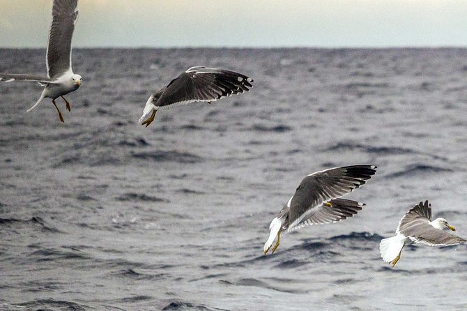Azores Marine Birdwatching Expedition w/ Biologist Guide - Conservation rules and close approaches