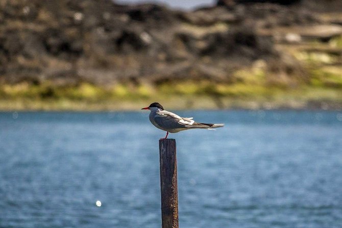 Azores Marine Birdwatching Expedition w/ Biologist Guide - Price and value at $58.81