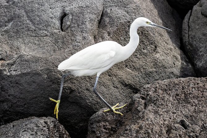 Azores Marine Birdwatching Expedition w/ Biologist Guide - What to bring for a better morning