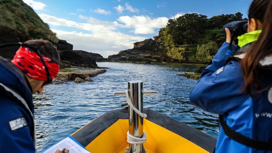 Azores: Marine Birdwatching & Islet Biologist Guided Tour - Why this three-hour trip is different