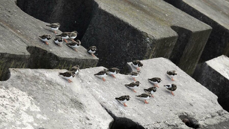 Azores: Marine Birdwatching & Islet Biologist Guided Tour - Practical ways to get more from the trip