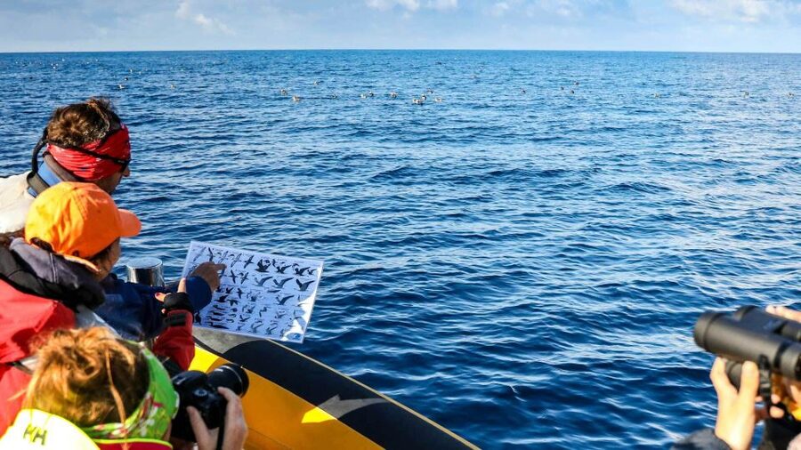 Azores: Marine Birdwatching & Islet Biologist Guided Tour - Leaving Vila Franca do Campo Marina