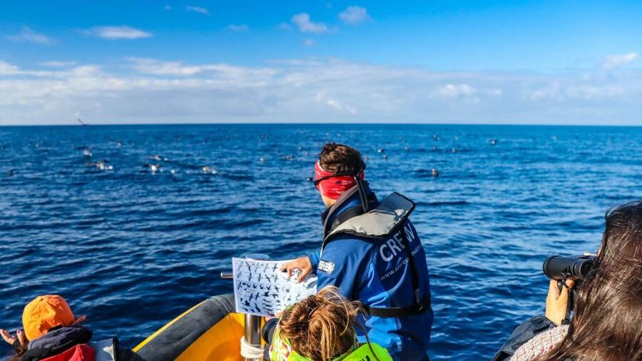 Azores: Marine Birdwatching & Islet Biologist Guided Tour - Learning the birds before you meet them