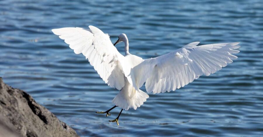 Azores: Marine Birdwatching & Islet Biologist Guided Tour - The seabirds around Vila Franca do Campo Islet