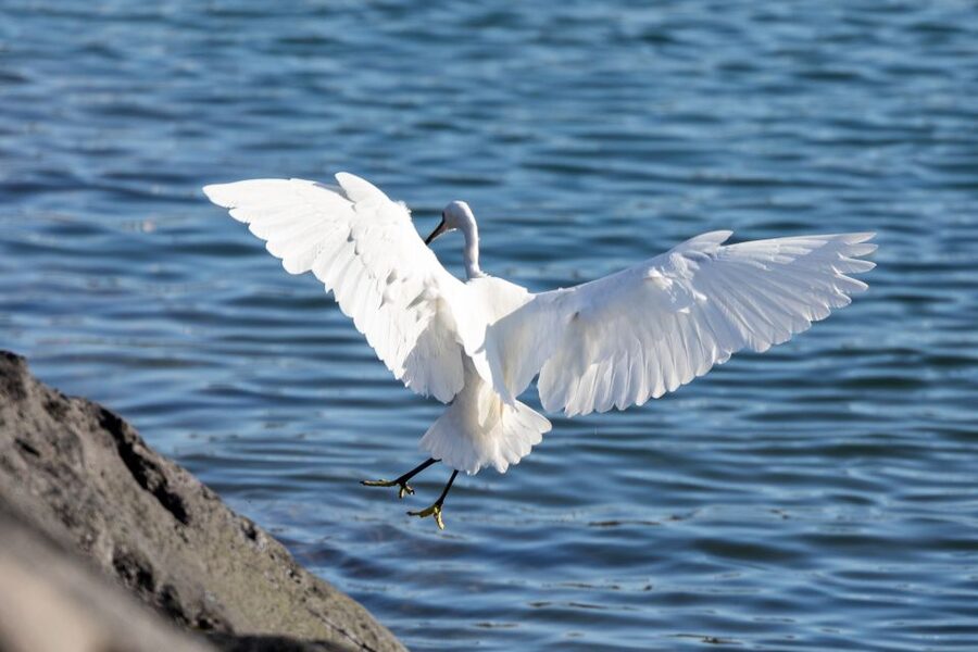 Azores: Marine Birdwatching & Islet Biologist Guided Tour - Dolphins and other marine wildlife