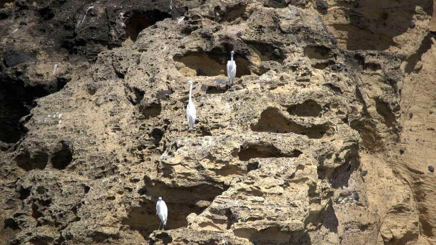 Azores: Marine Birdwatching & Islet Biologist Guided Tour - A stop that keeps its focus on the coast
