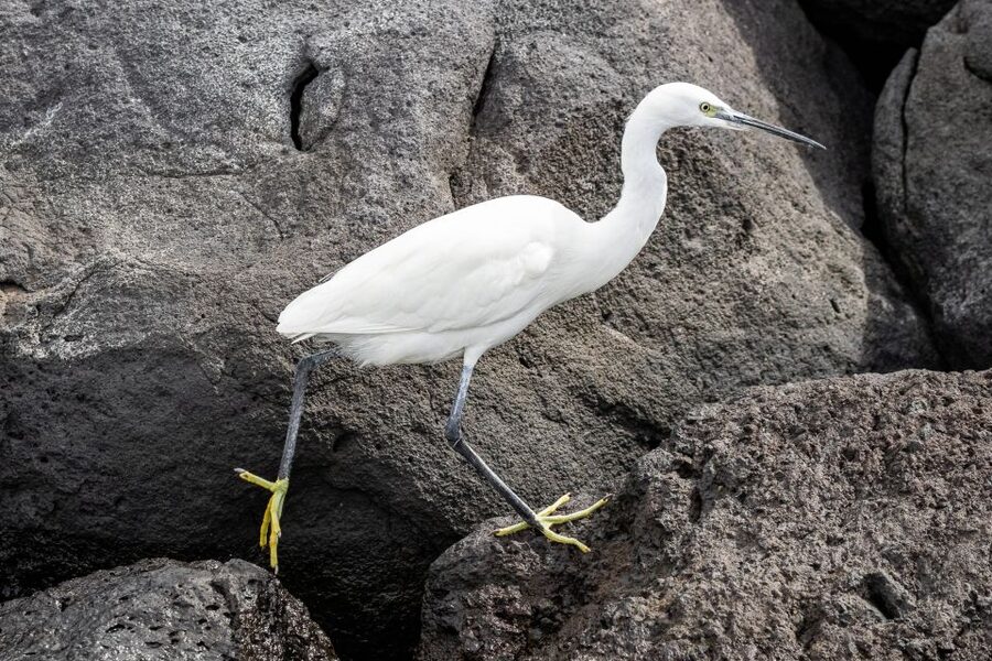 Azores: Marine Birdwatching & Islet Biologist Guided Tour - What the $68 price really covers