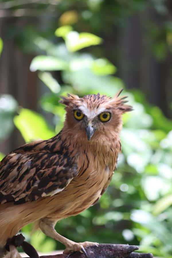 Bali Bird Park 1-Day Admission Ticket - The 10:30 free flight show is a daily anchor