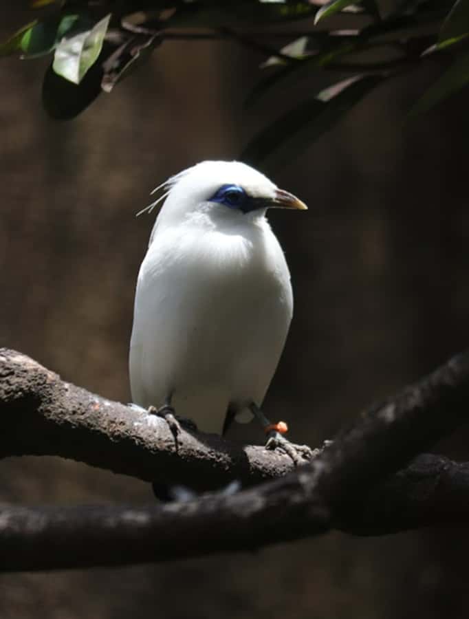 Bali Bird Park 1-Day Admission Ticket - Use the afternoon for pelicans, cormorants, and a second show