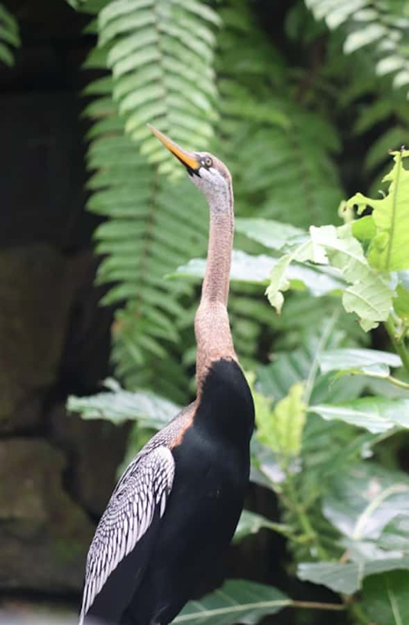 Bali Bird Park 1-Day Admission Ticket - Cool down inside the 4D cinema