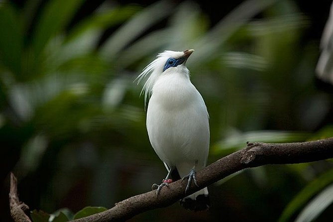 Bali Bird Park Admission Ticket with Hotel Transfer - Who will enjoy this experience most?