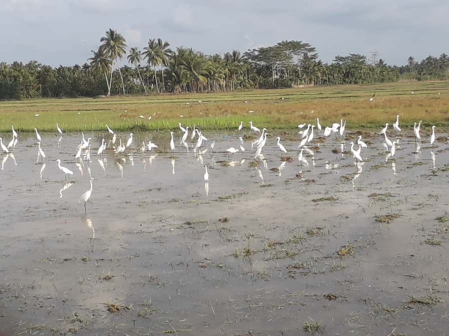 Bali: Countryside Bird Watching Tour with Hotel Transfer - Rice fields, village paths, and the first bird calls