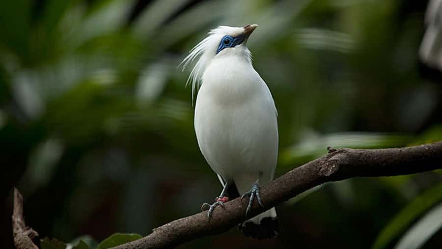 Bali: Countryside Bird Watching Tour with Hotel Transfer - Tjampuhan Ridge and the changing Ubud view