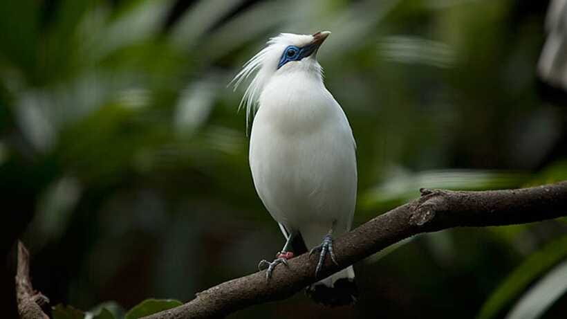 Bali: Countryside Bird Watching Tour with Hotel Transfer - Why the guide makes such a difference