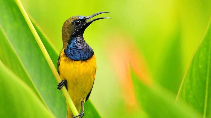 Bali: Countryside Bird Watching Tour with Hotel Transfer - Should you book this Bali countryside bird tour?