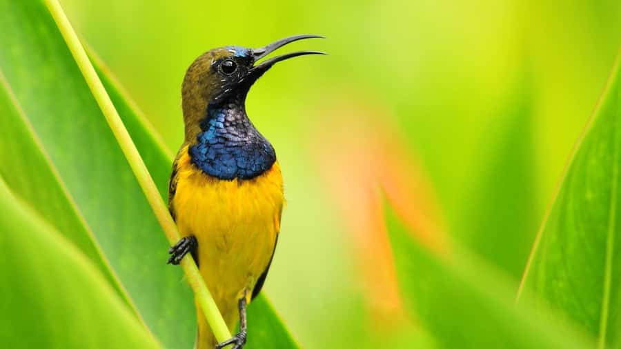 Bali: Countryside Bird Watching Tour with Hotel Transfer - Petulu Village and its heron-filled trees