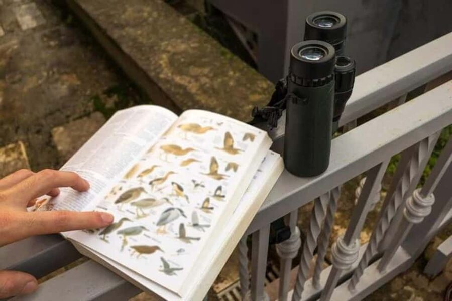 Barbados: Bird Watching Experience - Key points at a glance