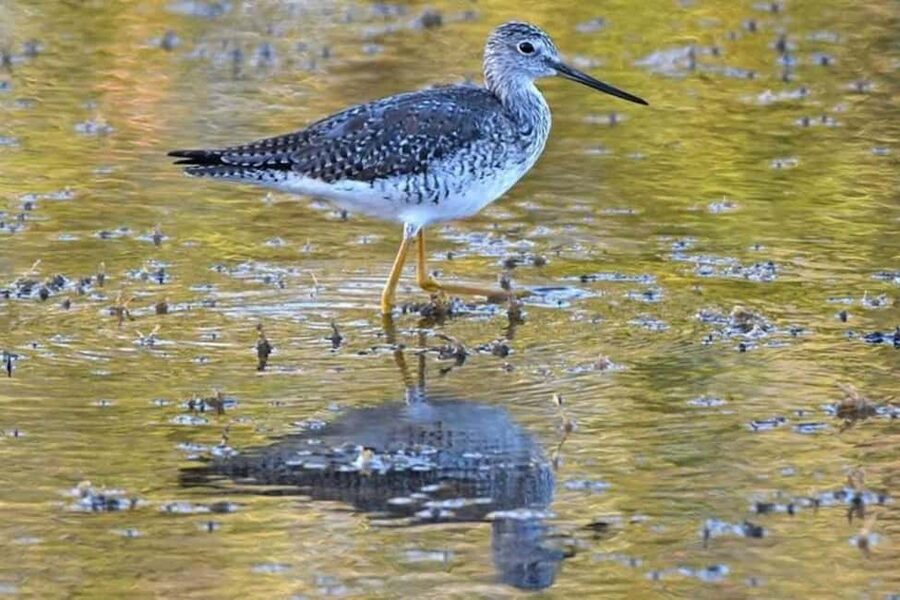 Barbados: Bird Watching Experience - Why a group of eight changes the experience