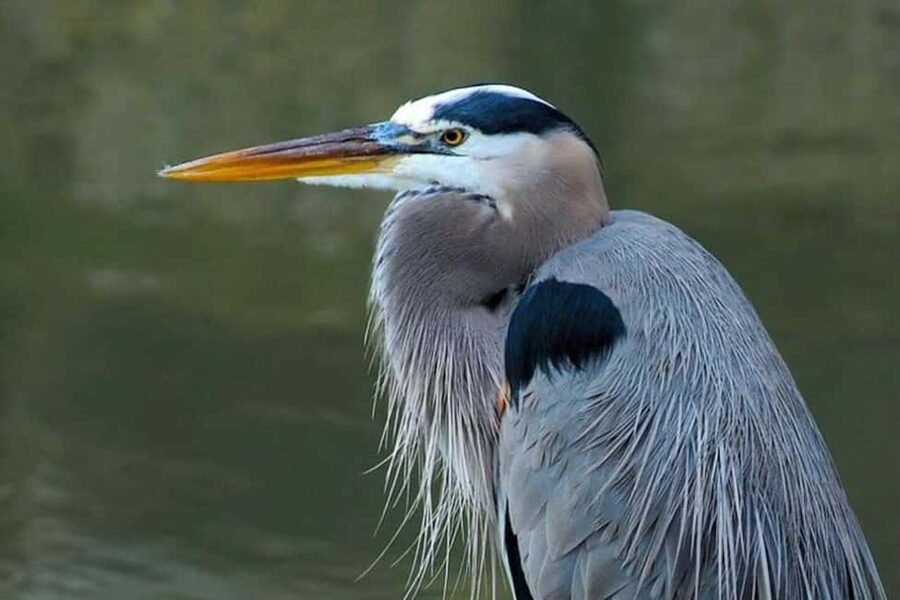 Barbados: Bird Watching Experience - The pace is calm, but the sightings are never guaranteed