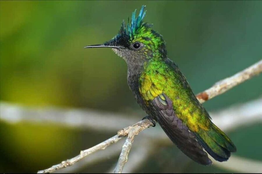 Barbados: Bird Watching Experience - Is $140 fair for two and a half hours?