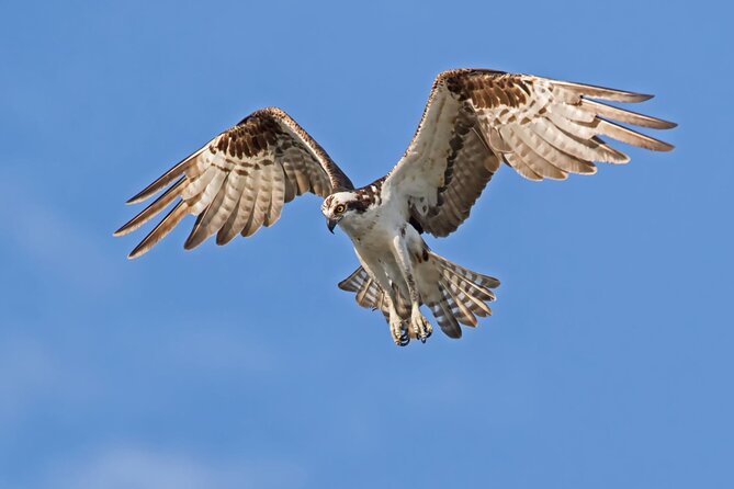 Barbados Bird Watching Experience (Transport Included) - Why This Barbados Bird Tour Deserves a Place on Your Schedule