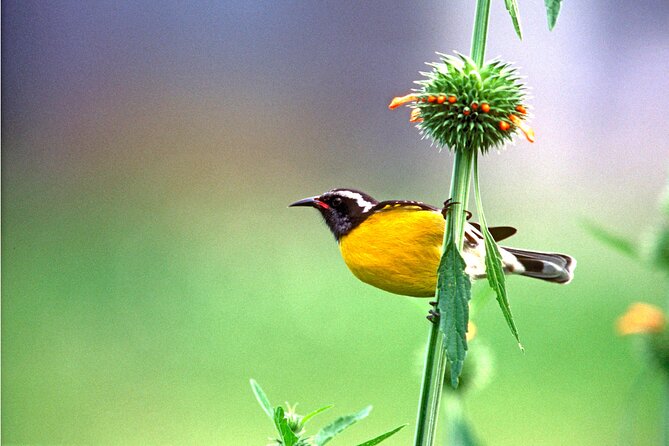 Barbados Bird Watching Experience (Transport Included) - Woodbourne Shorebird Reserve: A Better Place for Migratory Species