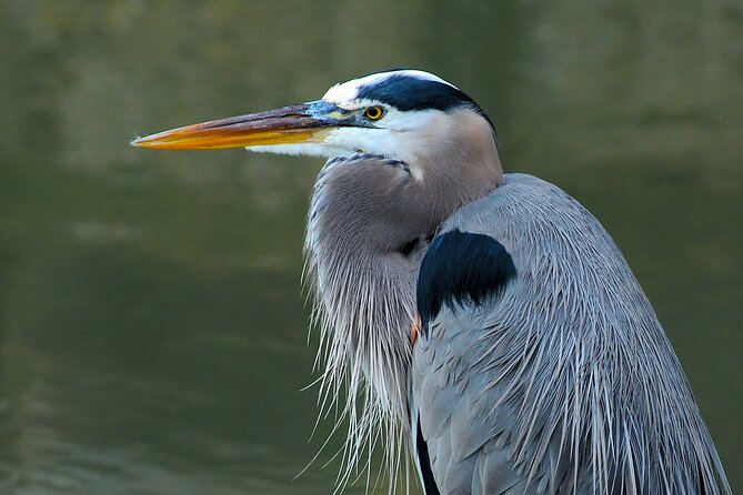 Barbados Bird Watching Experience (Transport Included) - What the $140 Price Includes