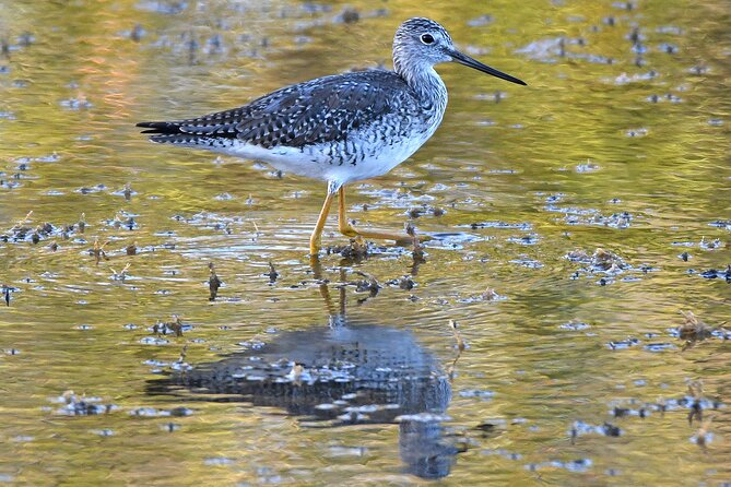 Barbados Bird Watching Experience (Transport Included) - What to Bring and How to Prepare