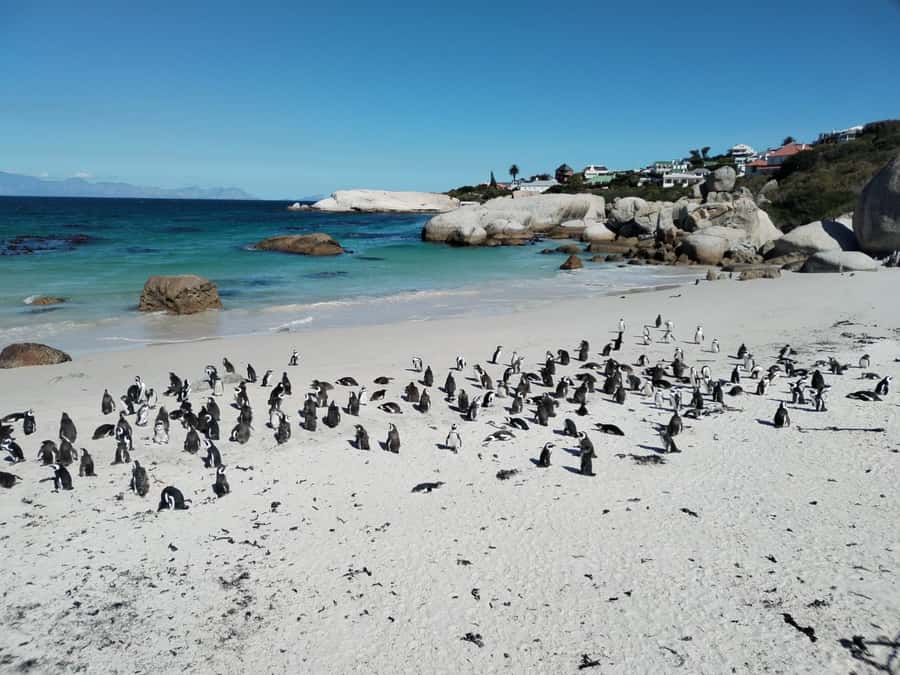 Beach Day at Boulder's Beach & Penguin watching, Half Day - Why the penguins make this half-day worth your time