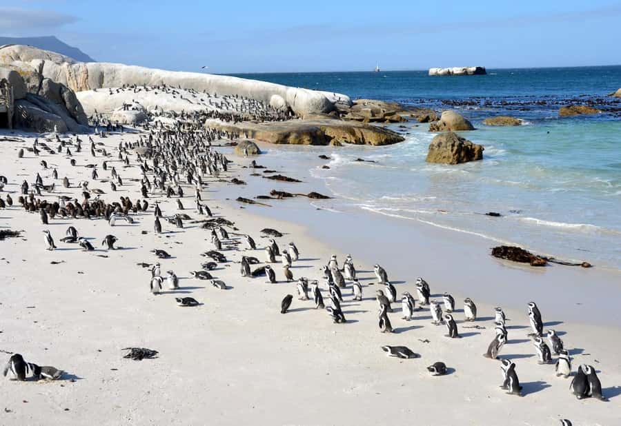 Beach Day at Boulder's Beach & Penguin watching, Half Day - Two hours with the African penguins at Boulders Beach