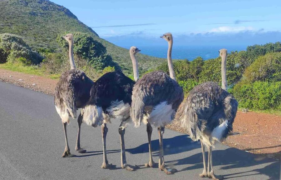 Best of Cape Private Tour Cape Point+Penguins+Table Mountain - Boulders Beach and the African penguins