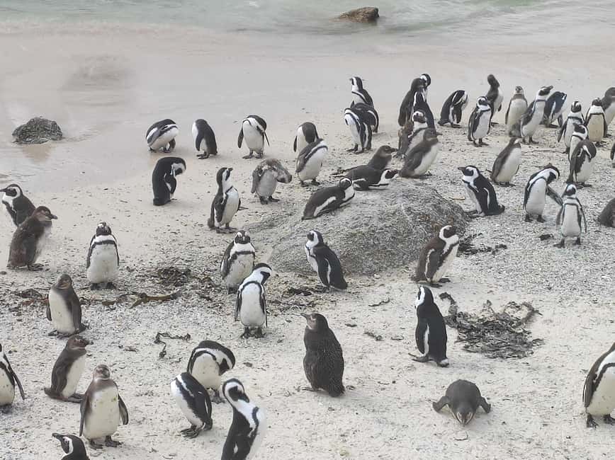 Best of Cape Private Tour Cape Point+Penguins+Table Mountain - Bo Kaap’s colorful streets and Cape Malay identity