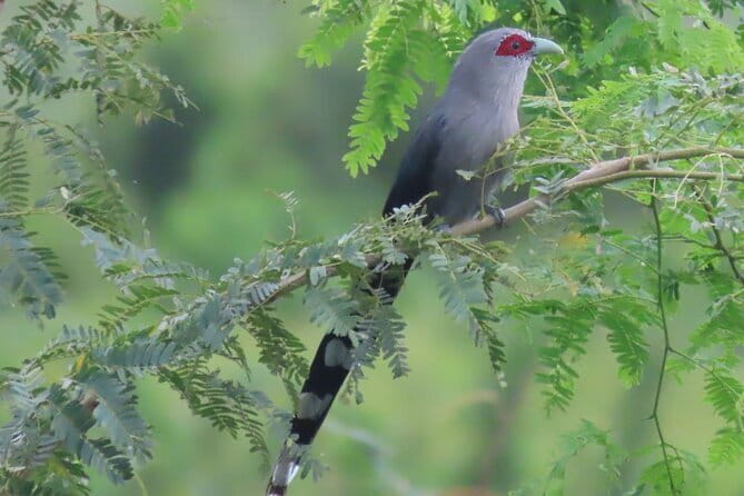 Beyond The Oudong Temple and Birdwatching in Phnom Penh - Key points to know before booking