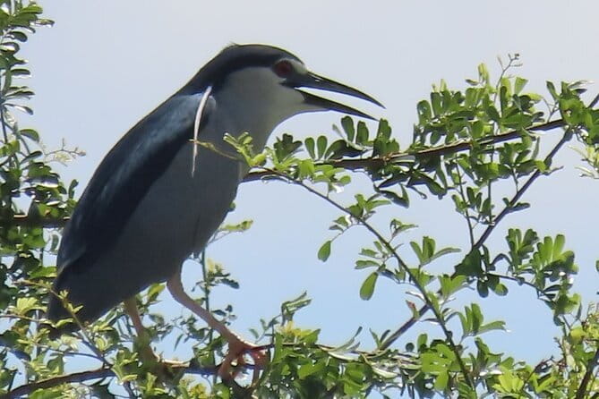 Beyond The Oudong Temple and Birdwatching in Phnom Penh - Why this outing is different from a standard Phnom Penh day trip