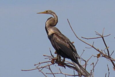 Beyond The Oudong Temple and Birdwatching in Phnom Penh