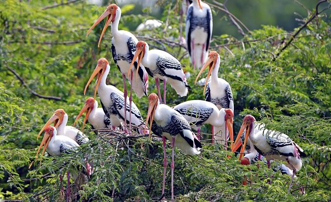 Bharatpur Bird watching & Wildlife from Delhi - Key points before you book