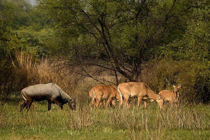Bharatpur Bird watching & Wildlife from Delhi - Why Bharatpur makes sense from Delhi