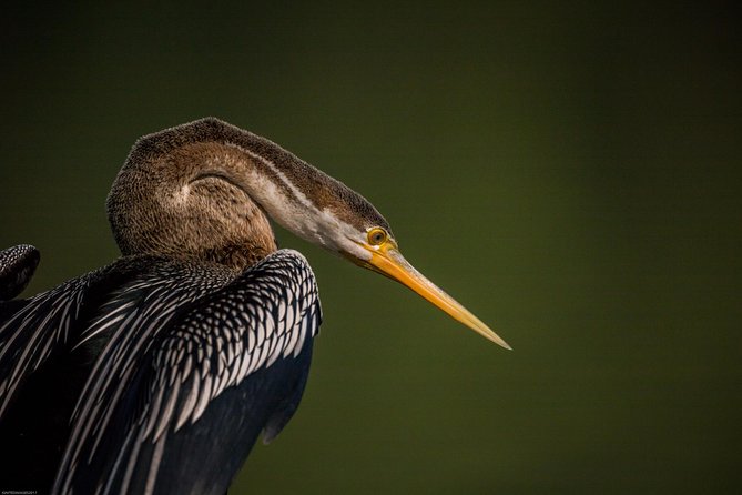 Bharatpur Bird watching & Wildlife from Delhi - Birds, wetlands, and the value of patience