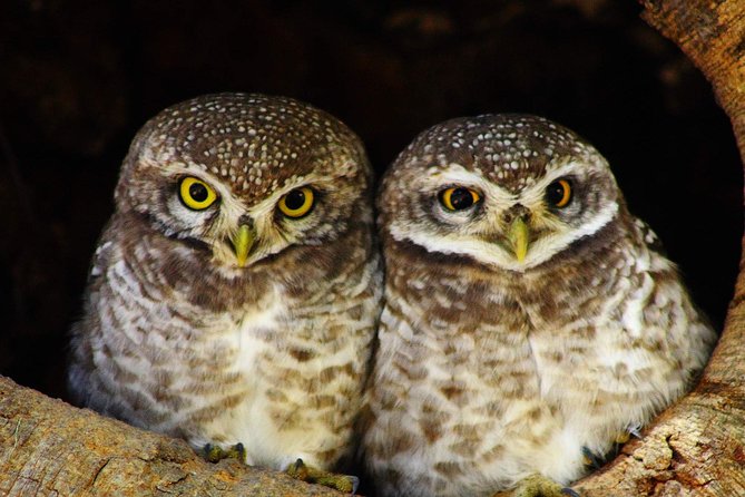 Bharatpur Bird watching & Wildlife from Delhi - The Shiva Temple inside the sanctuary