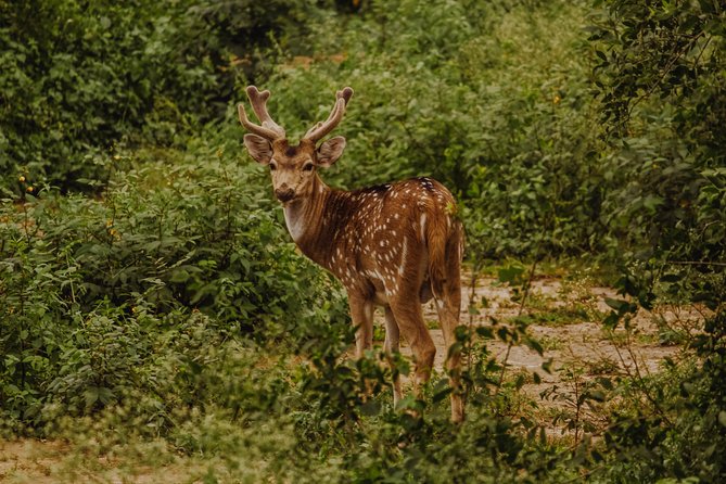 Bharatpur Bird watching & Wildlife from Delhi - Leaving Delhi at 6:30 am
