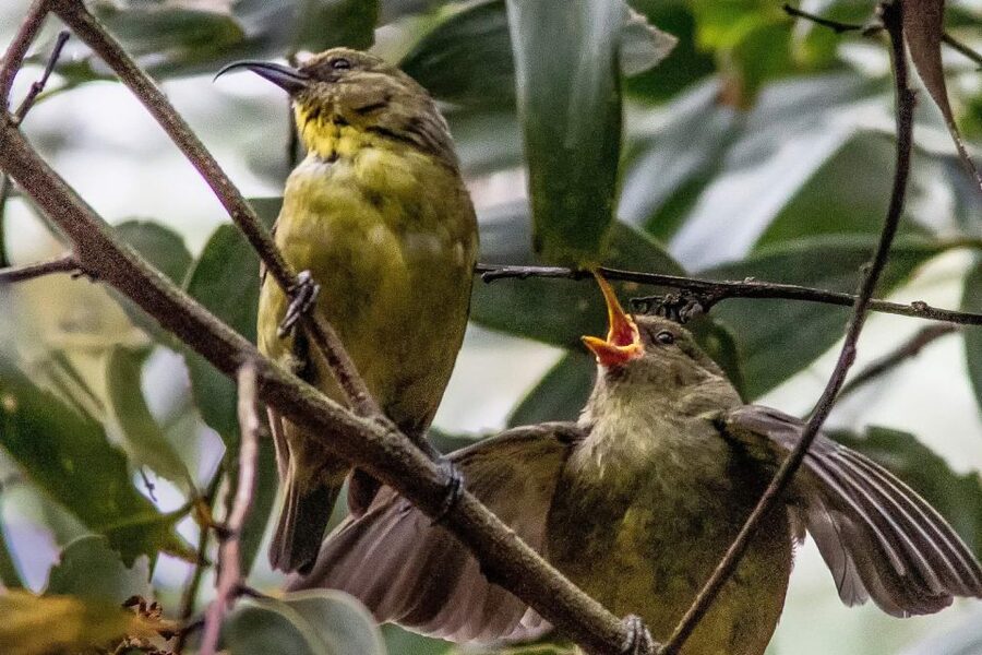 Big Island: Native Bird Watching & Hiking Tour - Gary’s guiding style is part of the value