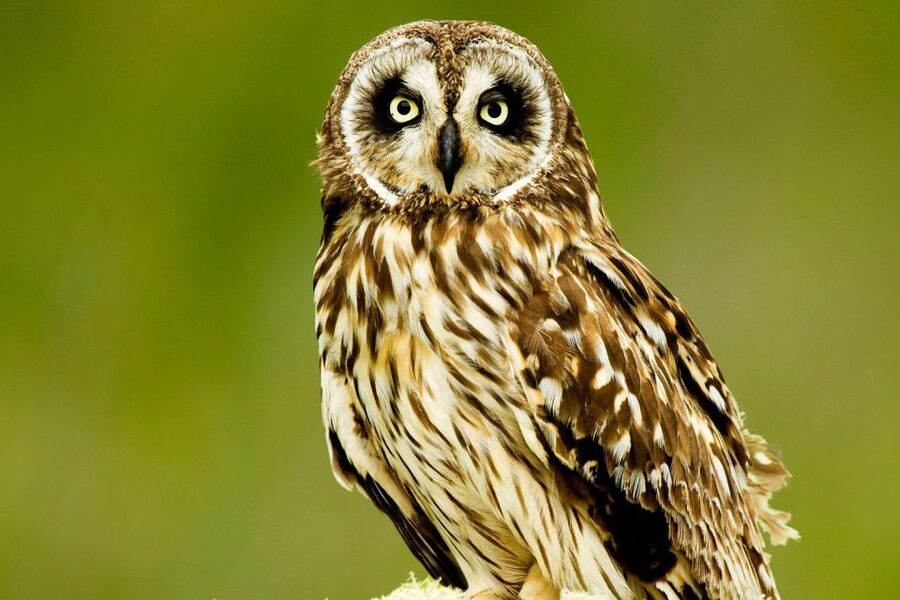 Big Island: Native Bird Watching & Hiking Tour - Food, gear, and the practical details