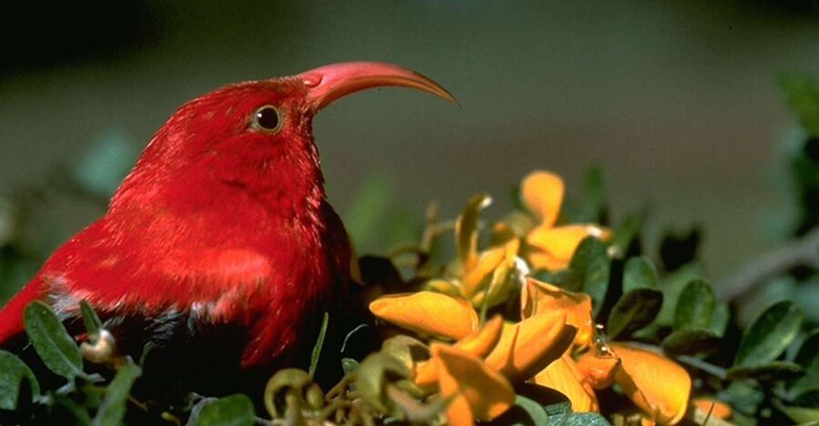 Big Island: Native Bird Watching & Hiking Tour - Is $287 a fair price?