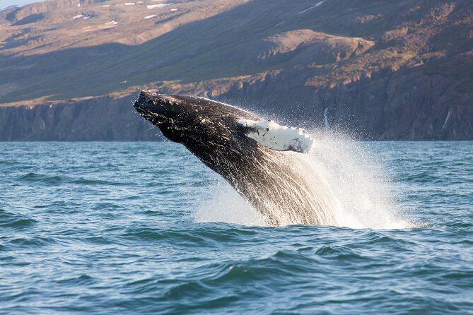 Big Whales & Puffins RIB boat tour from Húsavík - Tjörnes Peninsula and two million years of fossils