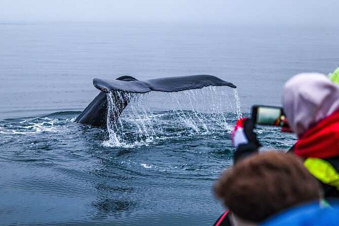 Big Whales & Puffins RIB boat tour from Húsavík - What the two-hour duration really gives you