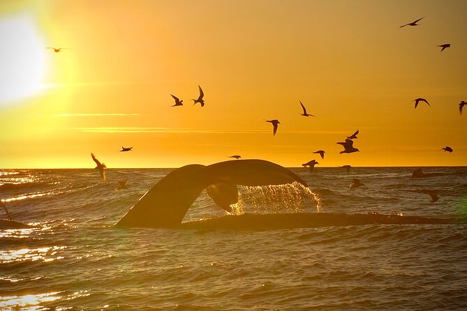 Big Whales & Puffins RIB boat tour from Húsavík - Cold, spray, and rough water: prepare properly